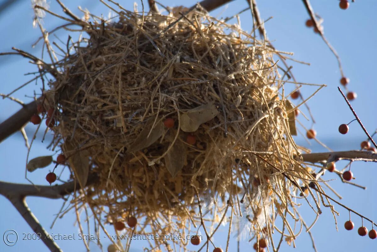 Gold bird s nest. Гнезда Воробьев пустеы. Птичье гнездо. Гнездо воробья. Висячее гнездо.