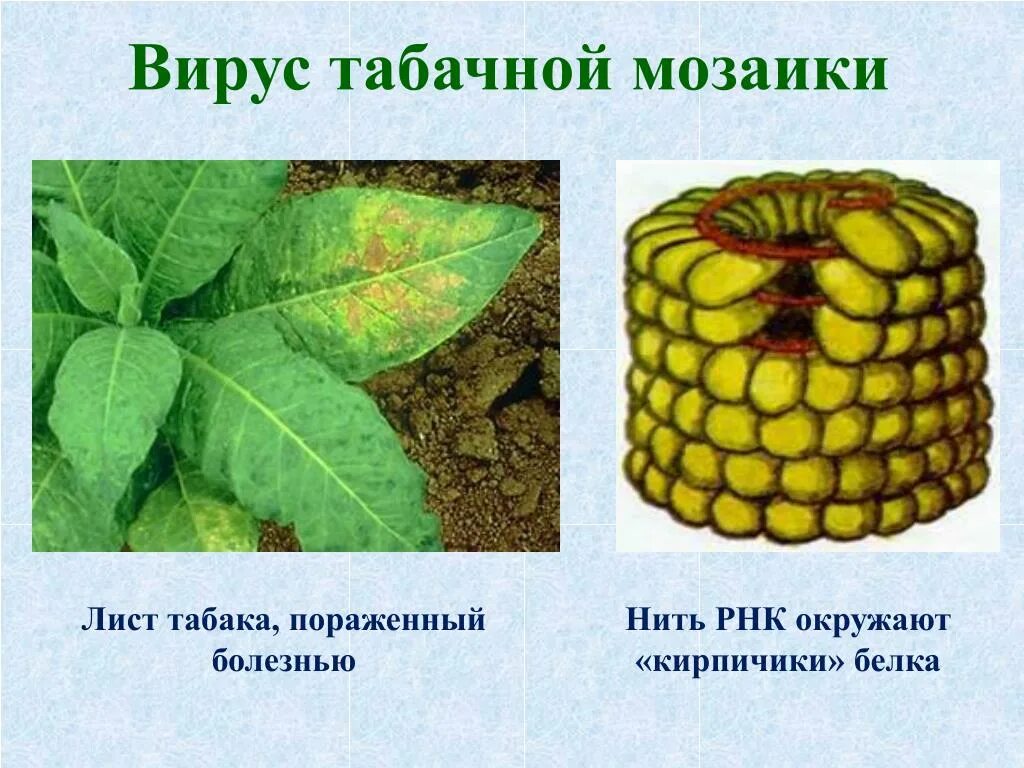 Строение вирусов растений. ВТМ вирус табачной мозаики. Мозаичная болезнь табака вирус. Нуклеиновая кислота вируса табачной мозаики:. Вирус табачной мозаики на листьях табака.