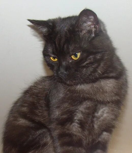 Породы кошек черно серого окраса. Британец кот черный с белым подшерстком. Черный кот с белым подшерстком порода. Британец с белым подшерстком кот. Британская прямоухая черная проседью.