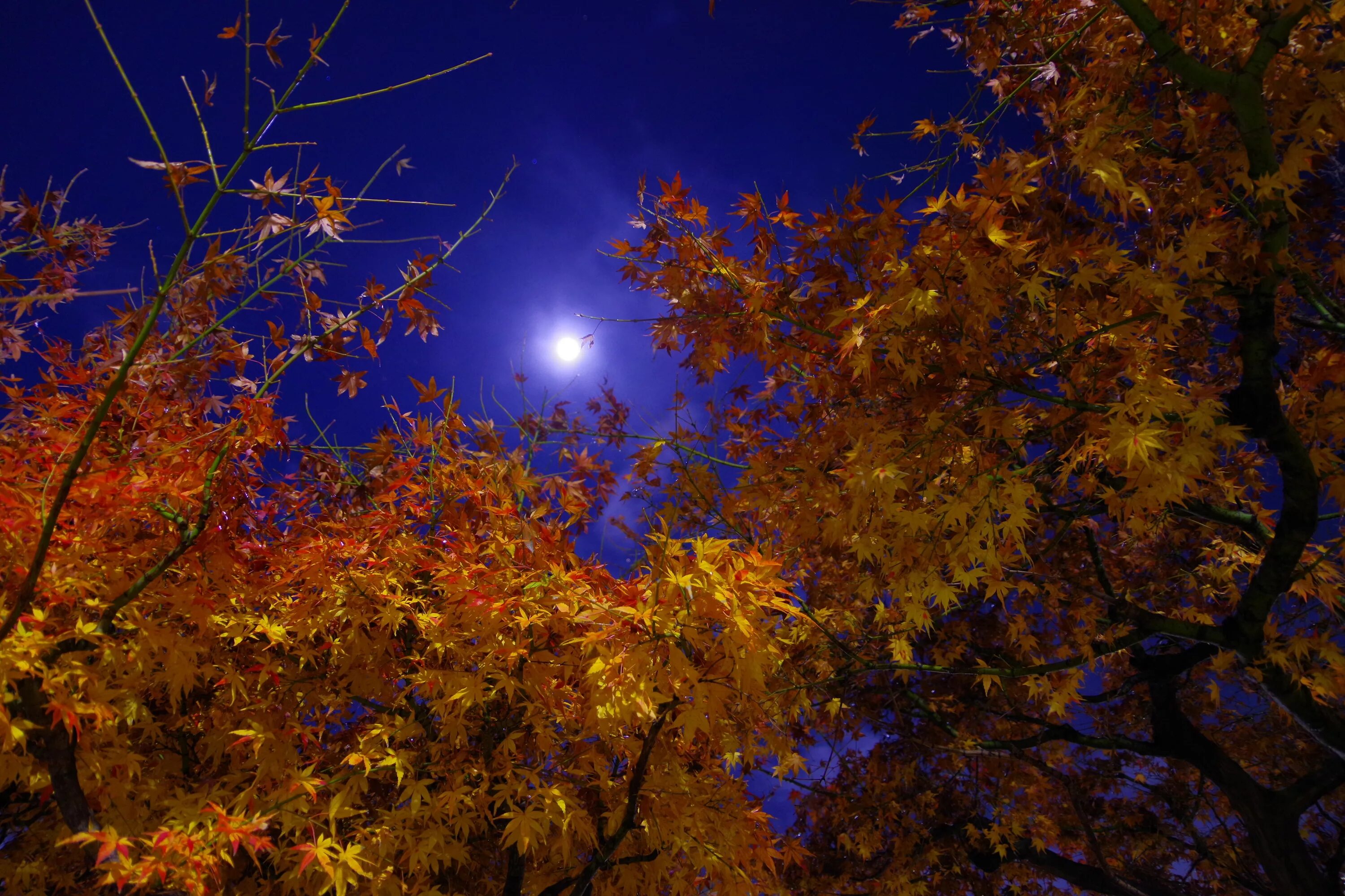 Ночь октябрь картинки