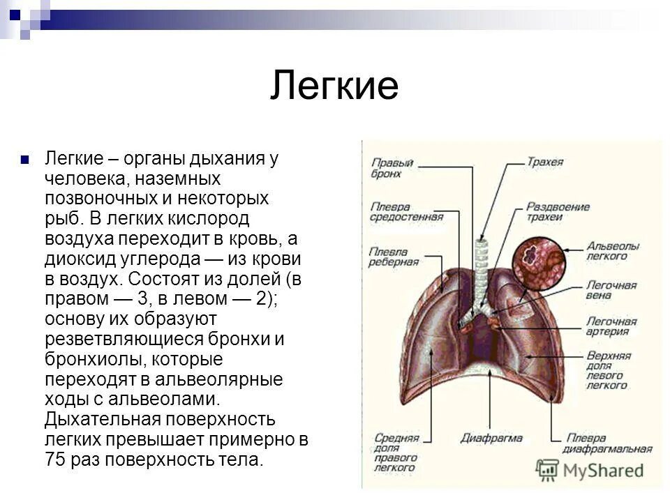 Кратко про легкие