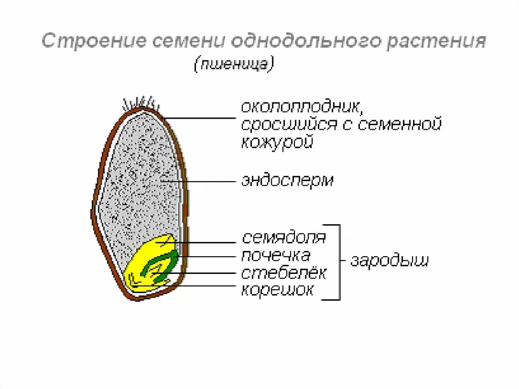 Что содержит семя. Строение однодольного растения пшеница. строение семени однодольного растения пшеницы. строение семени однодольного растения на примере пшеницы. строение семян однодольных растений зерновка пшеницы.