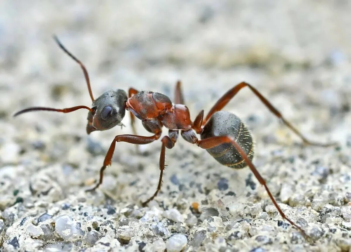 Рыжий муравей питание. Рыжий Лесной муравей (Formica Rufa). Муравьи Формика Руфа. Формика Руфа Муравейник. Формика Руфа самка.