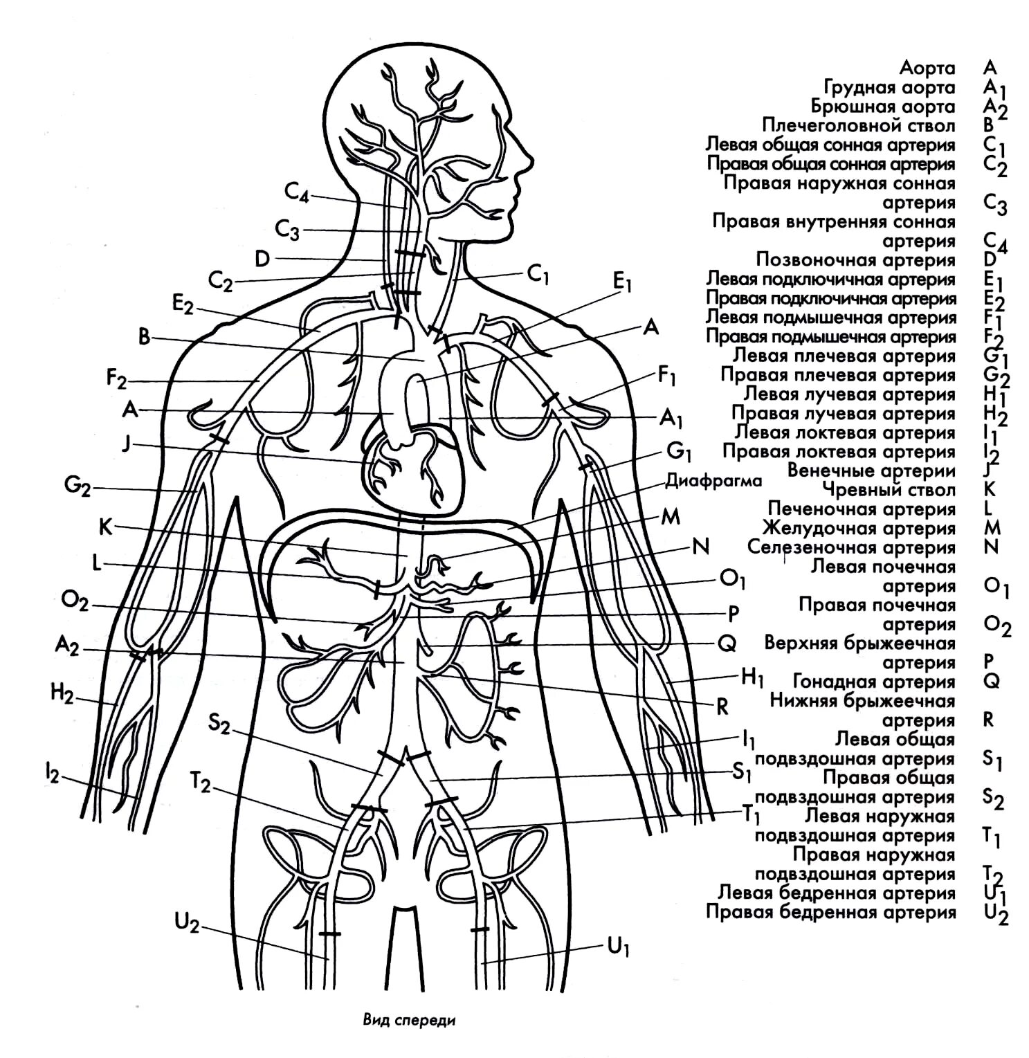 Человек левой стороны какой орган находится. Схема строения артериальной системы. Артериальная система человека анатомия схема. Внутренние органы человека схема схема. Кровоснабжение туловища схема.