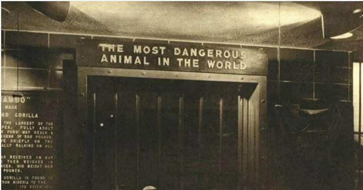 The most dangerous animal