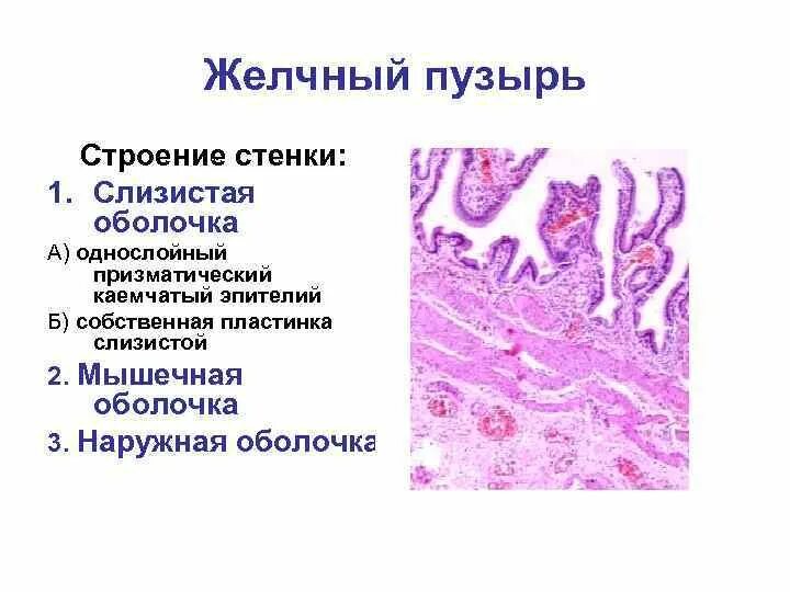 Слизистая оболочка желчного пузыря. Желчный пузырь гистологический препарат. Эпителий желчного пузыря гистология. Строение стенки желчного пузыря гистология. Эпителий желчного пузыря гистология строение.