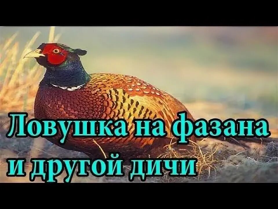 Чертежи ловушки фазана. ЛОВУШКА на фазана. Фазан на бутылку