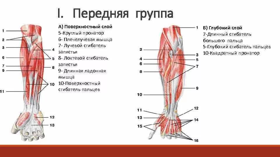 Строение стенки тонкой кишки. Наружная оболочка тонкого кишечника. Тонкий мышечный слой. Строение толстой кишки ленты. Слои мышечной оболочки толстой кишки.