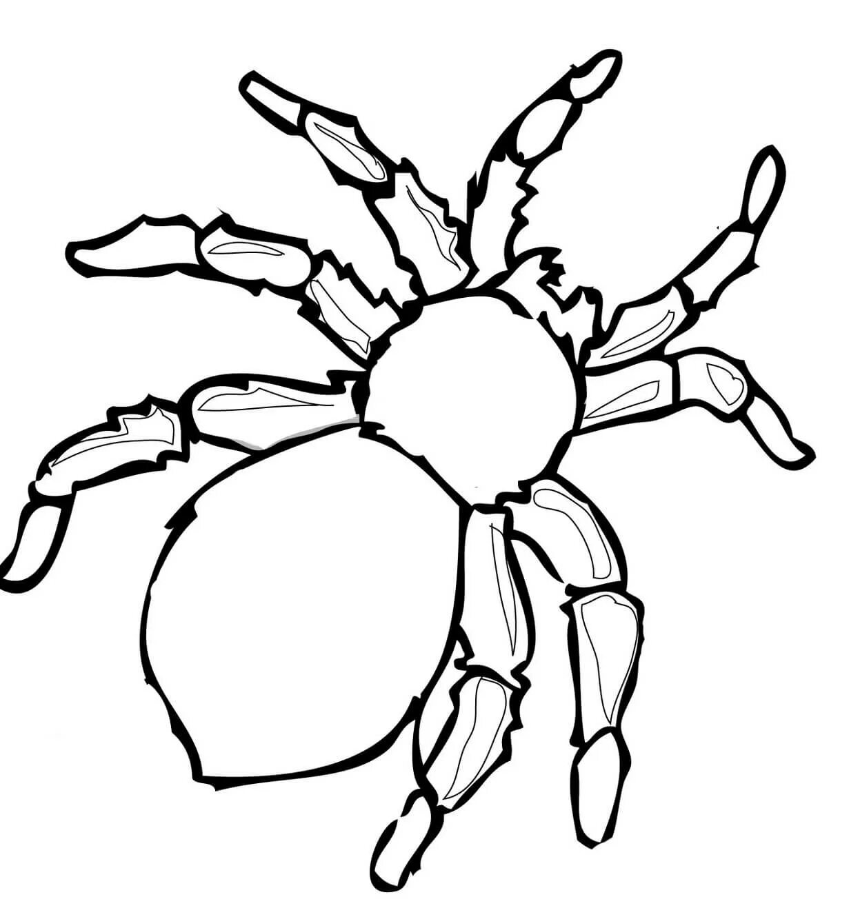 Coloriage mignon araignee facile kid à imprimer Dessin araignée, Coloriage araig