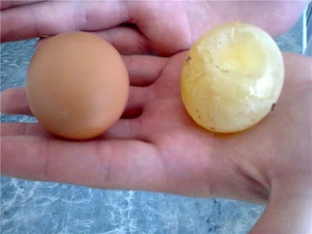 Выносил яйца. Яйцо без скорлупы. Курица снесла яйцо без скорлупы. Курица снесла желток без скорлупы. Яйцо без скорлупы причины.