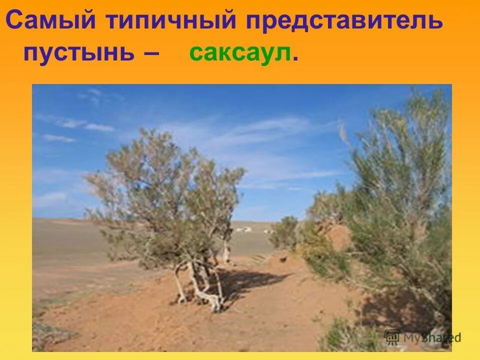 Саксаул природная зона обитания. Саксаул пустыни Каракум. Растения пустыни России саксаул. Сообщение о саксауле в пустыне 4 класс. Саксаул в тундре.