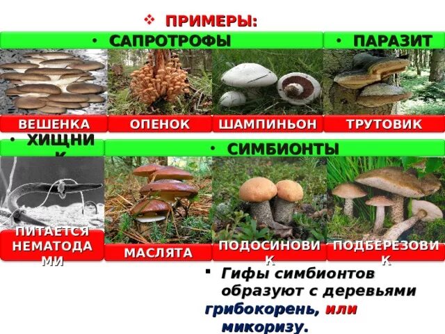 Трутовик симбионт. Трутовик сапротроф или паразит. Вешенки сапротрофы. Грибы сапротрофы паразиты симбионты. Сапротрофы примеры.