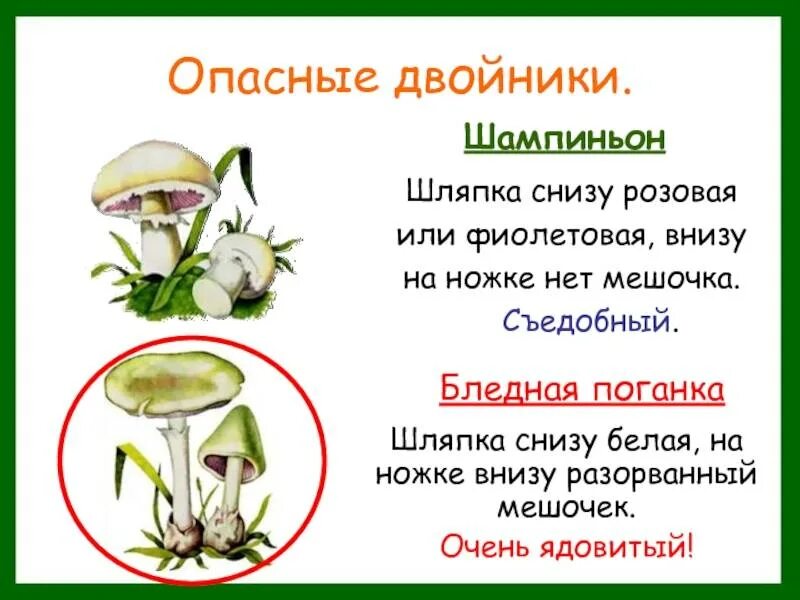 Сравнение бледной поганки и шампиньона сходство различия. Бледная поганка и шампиньон сходство и различие. сходство и различие бледной поганки и шампиньона для 2 класса. различеебледной поганки и шампиньона. бледная поганка белая или шампиньон.