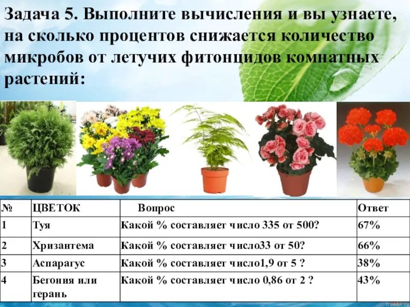 Комнатные растения таблица. Комнатные растения для кислорода в квартире. Комнатные цветы выделяющие кислород. Цветы которые вырабатывает кислород. Сколько человек обеспечит кислородом
