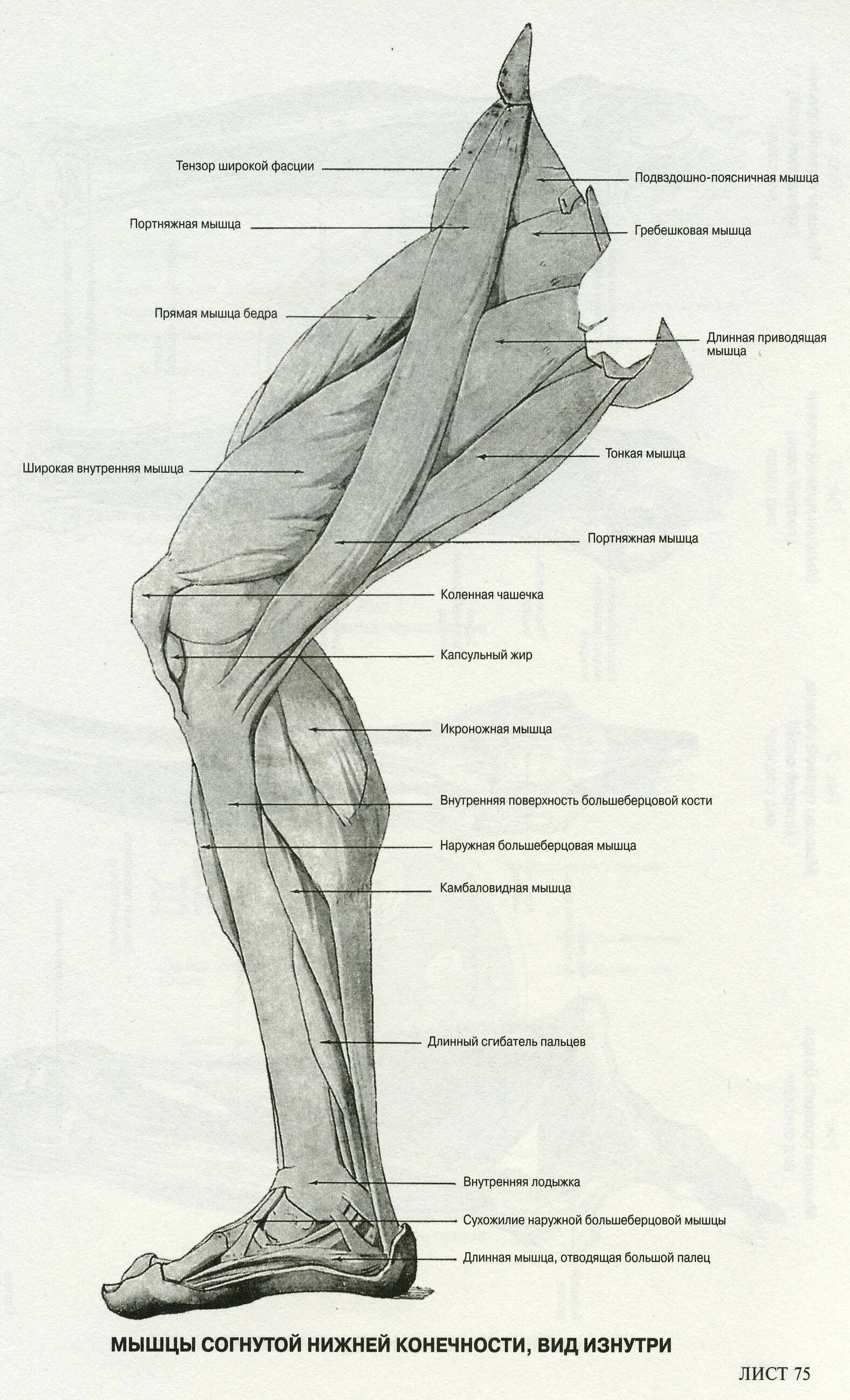 Мышцы нижней конечности анатомия строение. Схема мышц нижних конечностей человека. Мышцы нижней конечности анатомия строение. Мышцы ног сбоку анатомия. Строение мышц нижних конечностей.