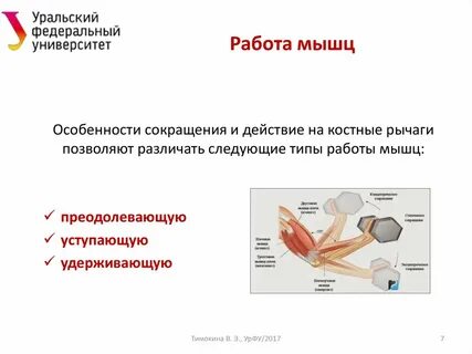 Особенности работы мышц