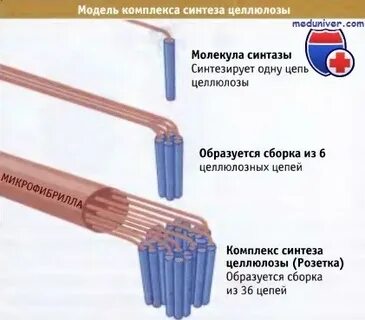 Комплекс синтез