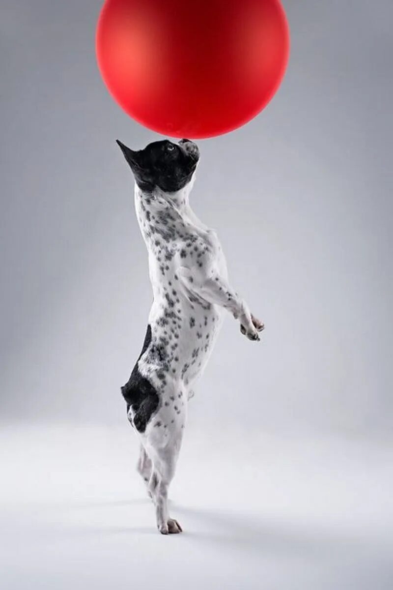 Собака в шаре. Животные с воздушными шарами. Собака с воздушными шарами. Шарик собака воздушный. Звери с воздушными шарами.