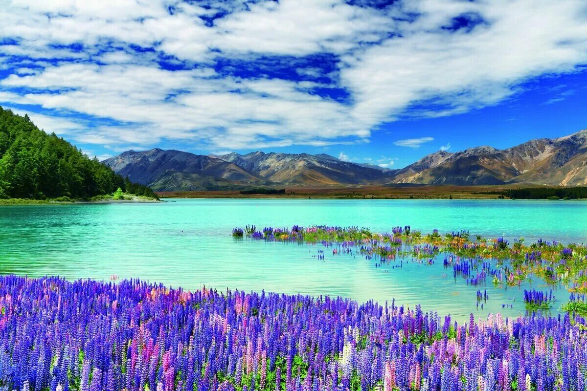 Текапо новая Зеландия. Lake Tekapo, новая Зеландия. Озеро Текапо (Lake Tekapo). Озеро Текапо в новой Зеландии фото.