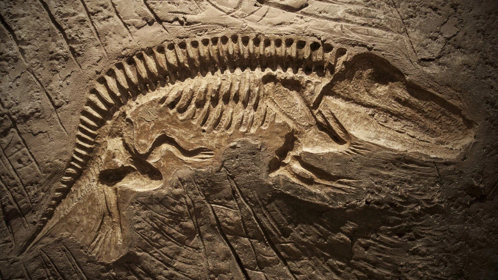 Палеонтология окаменелости. Fossil окаменелости. Окаменелости динозавров. Останки древних животных.