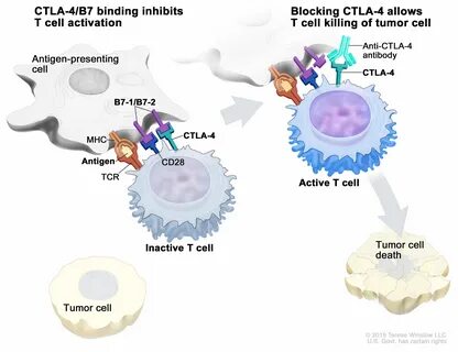 Immune checkpoint