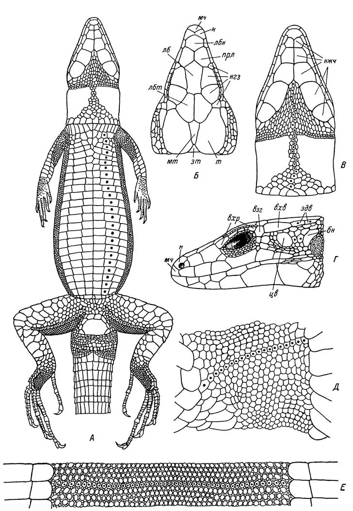 Тело ящерицы голова. Анатомия игуаны строение. Расположение щитков на голове ящерицы. Строение головы ящерицы. Строение головы рептилии.