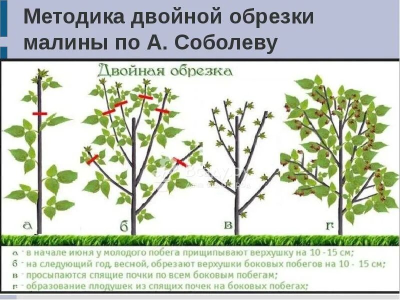 Как ухаживать за ежевикой весной. Куст ежевики схема. Схема обрезки ежевики осенью. Схема формирования куста ежевики. Формировка куста ежевики.