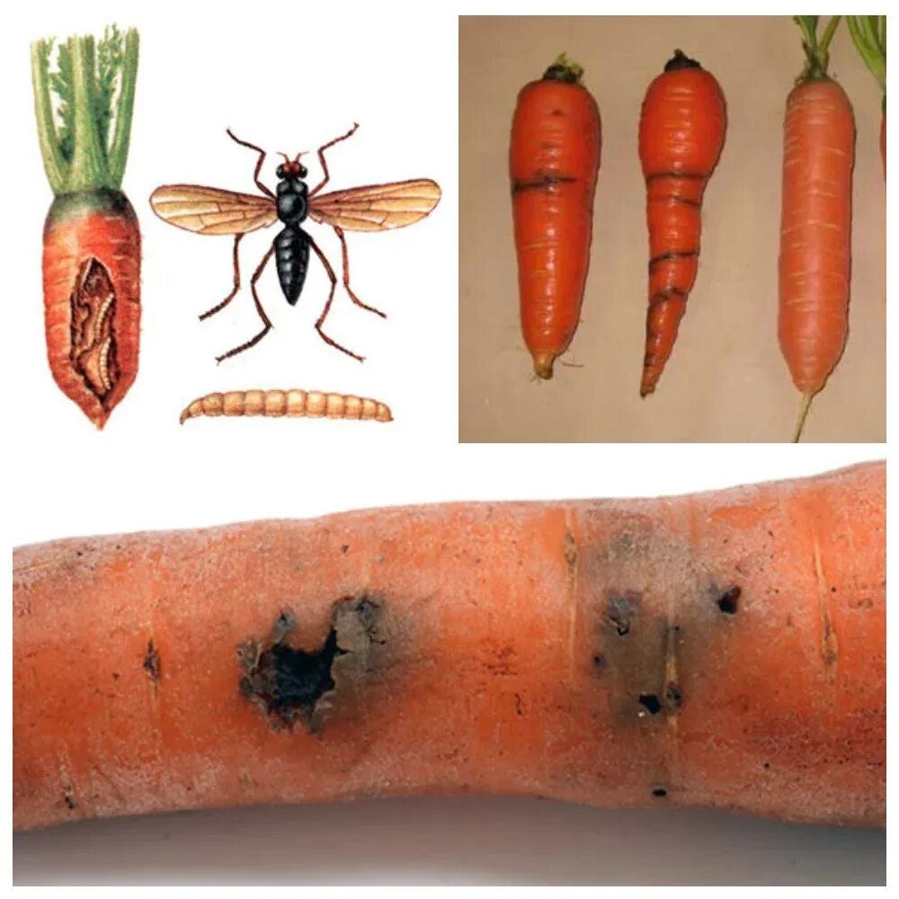 Луковая и морковная муха. Вредители морковная Муха. Вредители корнеплодов моркови. Морковная Муха и ее личинки. Ловушки для морковной мухи.