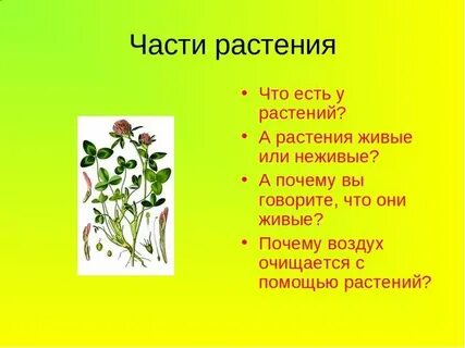 Презентация травы 3 класс