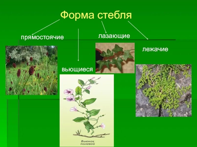 Растение имеющее прямостоячий стебель. Форма стебля лазающий. растения с лазающими стеблями. лазящий стебель. лазающий стебель примеры.