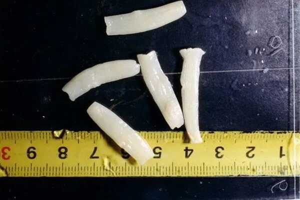 плоские черви у кошек