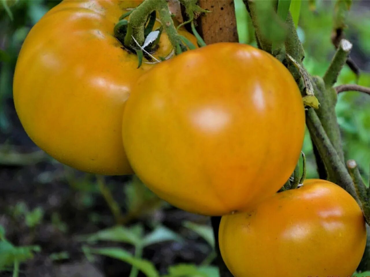 Сызранские сорта томатов. Томат Викинг желтый.