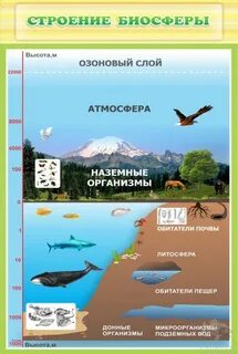 Структура биосферы презентация 9 класс биология