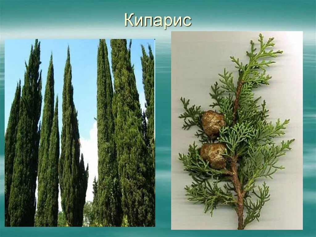Кипарис вечнозеленый пирамидальный крона. Туя кипарис можжевельник. Кипарис вечнозелёный. Кипарис кедр певг. Кипарис голосеменное растение.