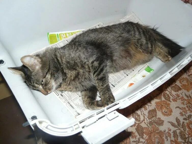 Найти умершего кота. Похороны кота.