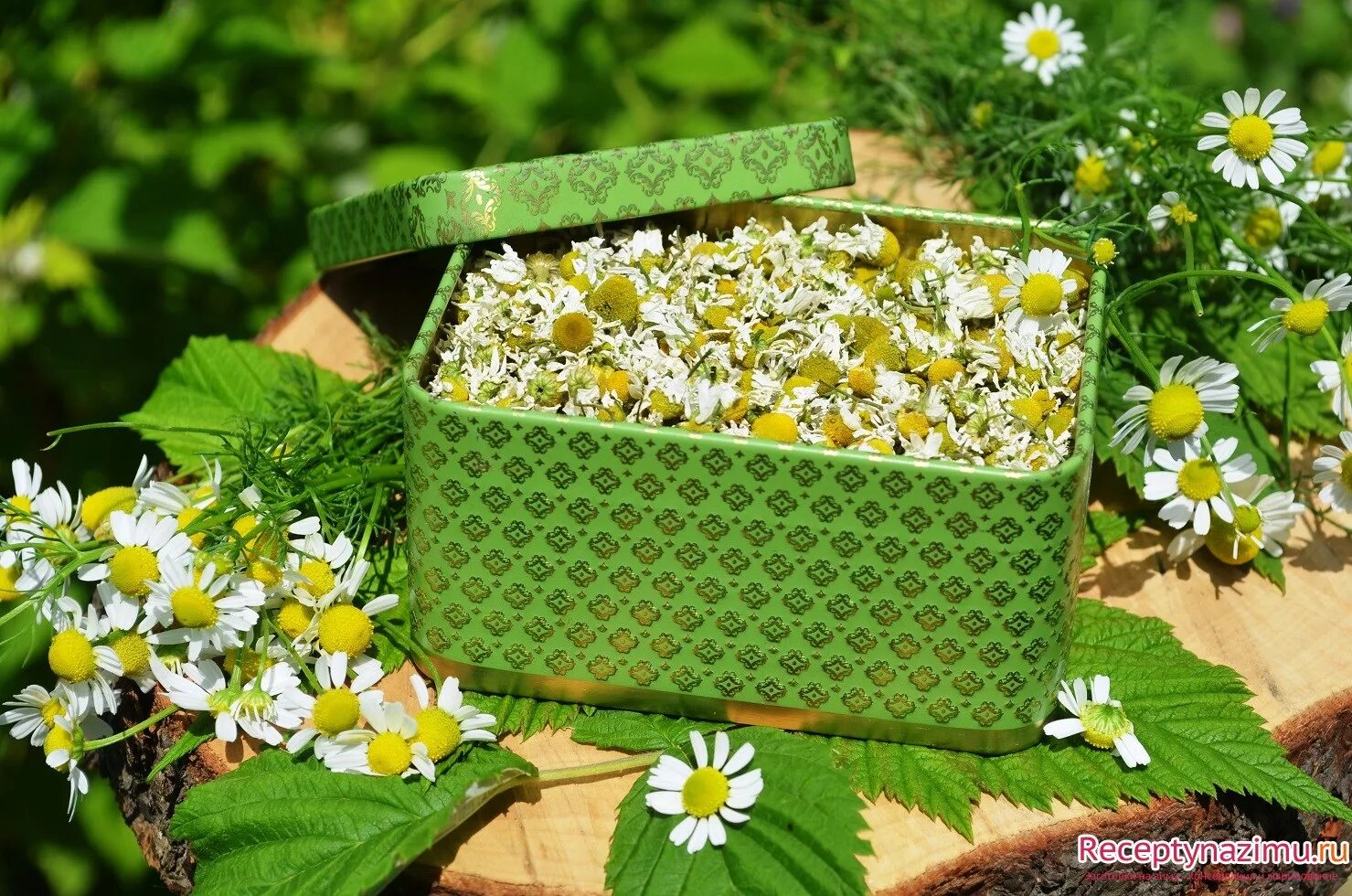 лекарственные травы. лечебные травы. отвар из трав. тысячелистник обыкновенный экстракт. целебные травы.