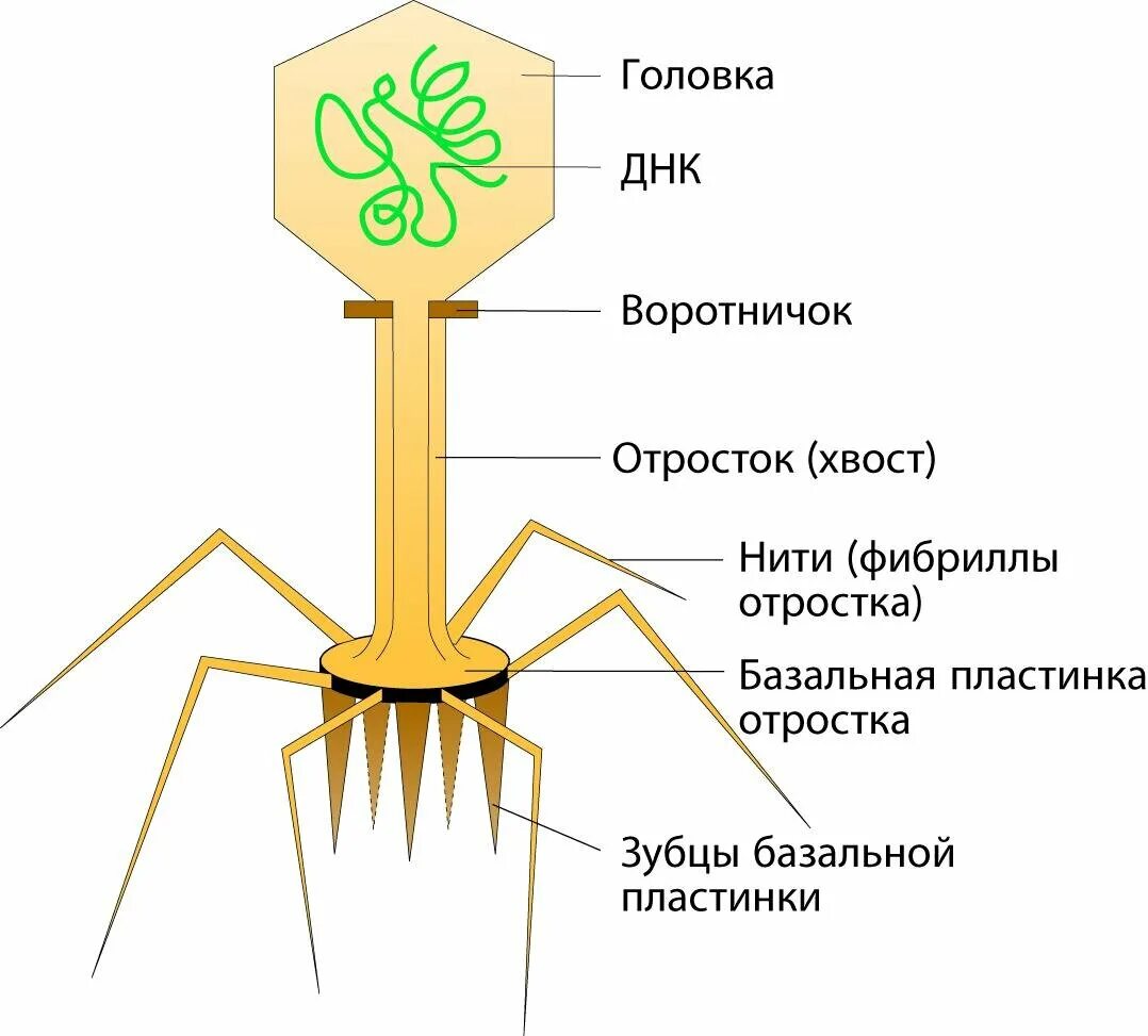 Какое строение имеет вирус бактериофаг. Строение бактериофага микробиология. строение вируса бактериофага. строение фагов микробиология. структура бактериофага микробиология.