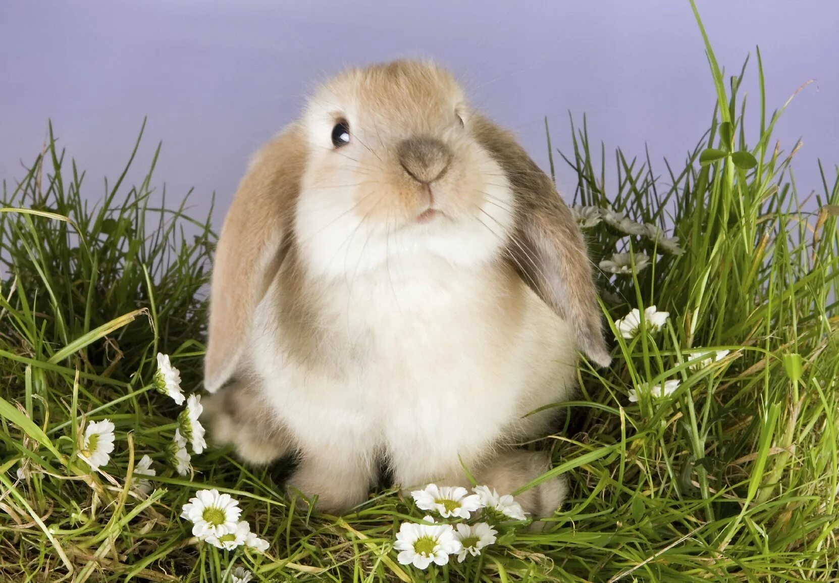 Домашние животные. Bunnies very. Маленькие кролики. Bunnies very. Маленькие крольчата.