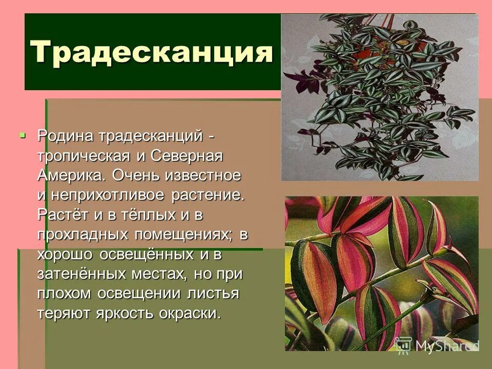 Органы в которых запасается влага у кактуса таблица. Органы в которых запасается влага. Водозапасающие растения. Кактус органы в которых запасается влага приспособления. Таблица органы в которых запасается влага.