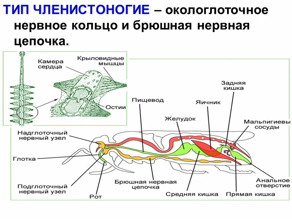 Схема строения нервной системы членистоногих. Тип нервной системы членистоногих 7 класс. Брюшная нервная цепочка у членистоногих. Нервная система членистоногих какого типа.