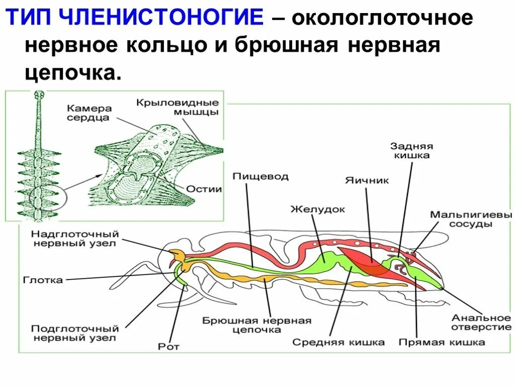 Брюшная нервная цепочка функции. Схема строения нервной системы членистоногих. Тип нервной системы членистоногих 7 класс. Брюшная нервная цепочка у членистоногих. Нервная система членистоногих какого типа.