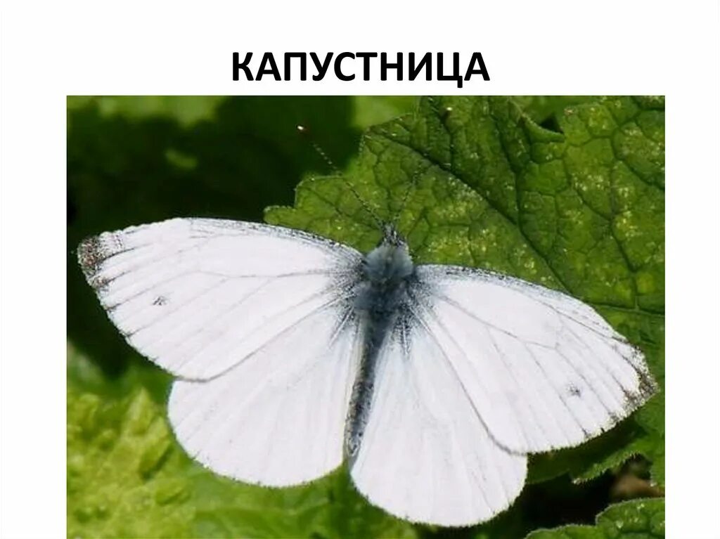 Бабочка капустной белянки появляется из. Бабочка белянка капустница. капустница белянка. капустная белянка (капустница). капустная белянка.