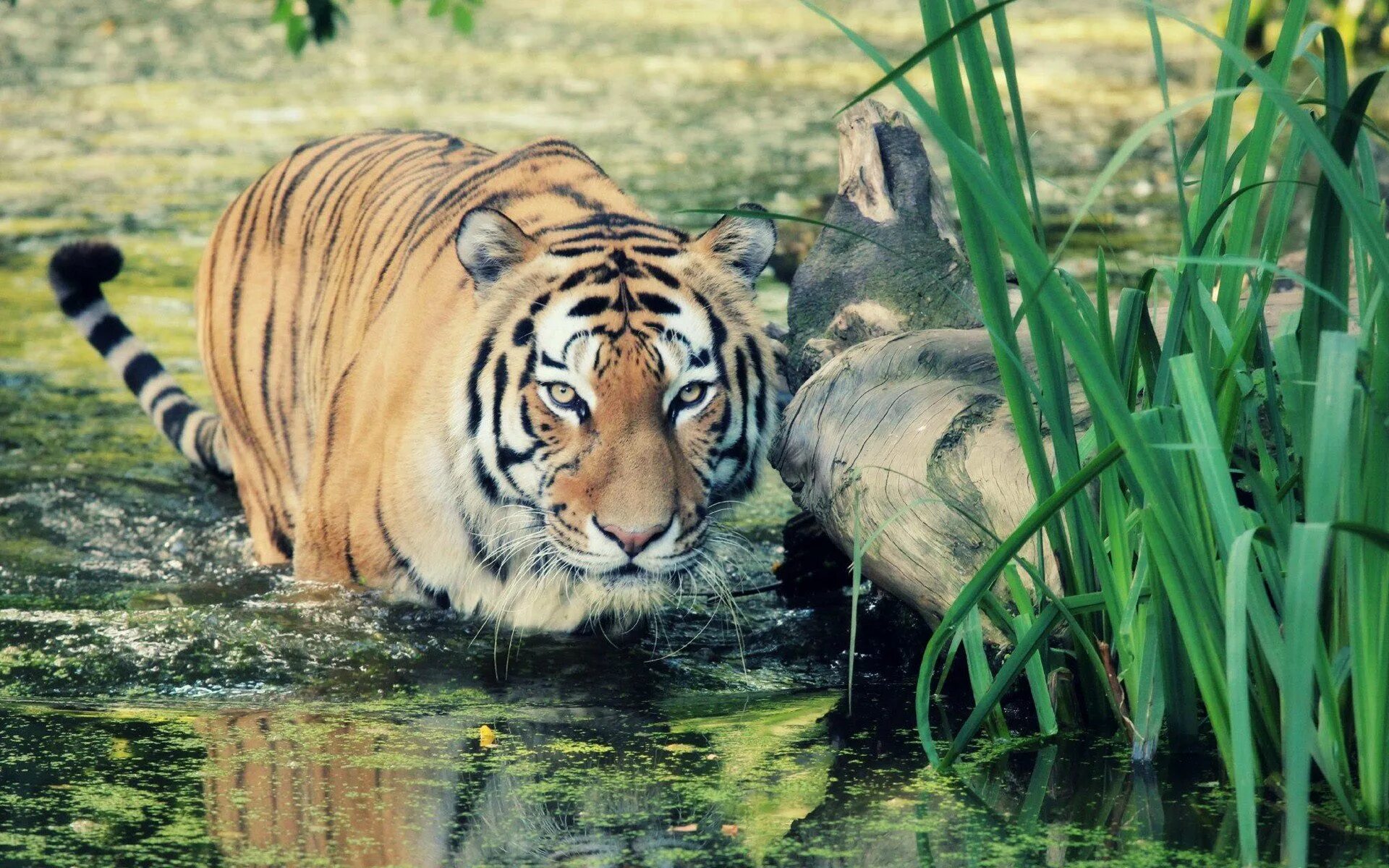 Включи живые животные. Тигр. Фото тигра. Красивый тигр. Картинки на рабочий стол тигр.