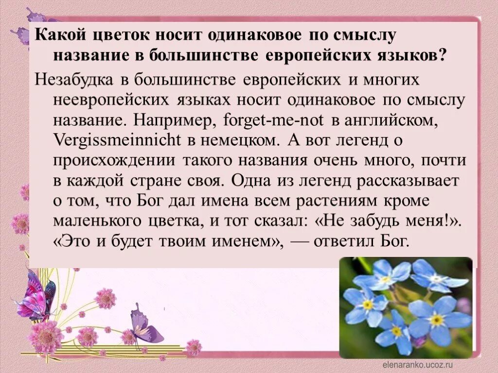 Незабудка что означает. Интересные факты о незабудке. Незабудка на языке цветов. Незабудка факты о цветке. Незабудка на языке цветов означает.