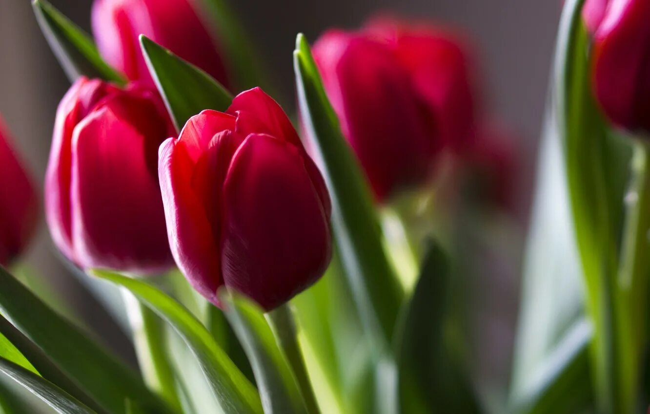 3 красных тюльпана. Ред вестфрайзен тюльпан. Тюльпан Leen van der Mark. Красные тюльпаны. Тюльпаны на рабочий стол.
