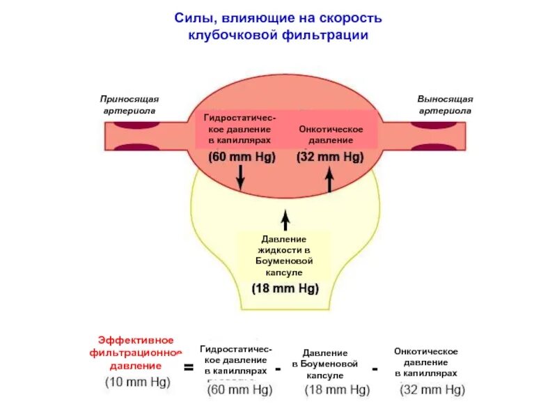 Эффективное давление фильтрации. Фильтрационное давление в почках. Давление для клубочковой фильтрации. Факторы влияющие на фильтрационное давление. Первичный этап фильтрации крови