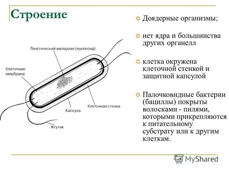 Бактерии доядерные организмы общая характеристика бактерий