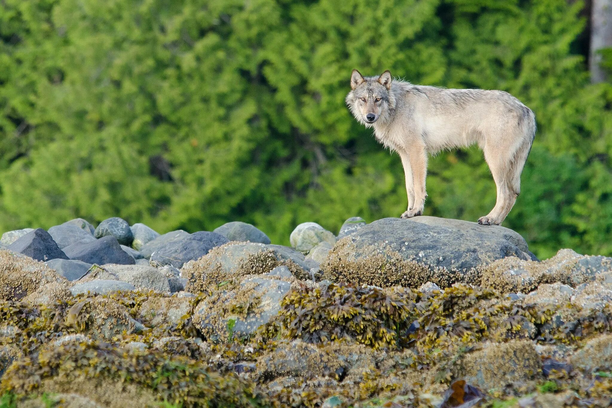 Как найти добычу. Canis Lupus crassodon. Волк. Волк на скале.