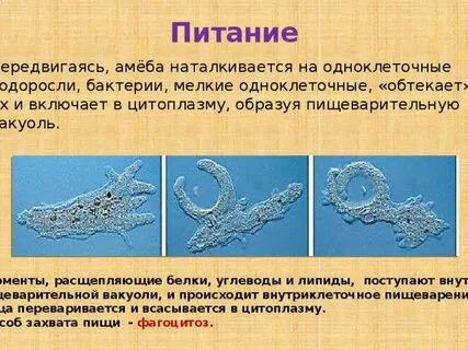 Амеба захватывает пищу с помощью