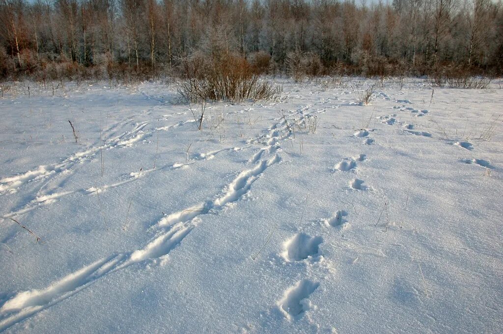 Следы оленя на снегу. Следы косули на снегу. Следы оленя на снегу. Следы лося на снегу. Следы лося на снегу.